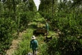 organic limes plantation workers loading boxes with freshly picked limes into small tractor