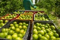 Freshly picked limes, placed in boxes ready for transport in small tractor