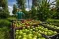 Freshly picked limes, placed in boxes ready for transport in small tractor