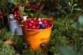 Freshly picked lingonberries in a decorative orange bucket in the forest among the branches of lingonberry and moss.