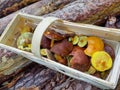 Freshly picked mushrooms in basket rustic setting Royalty Free Stock Photo