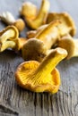 Freshly picked mushrooms Royalty Free Stock Photo