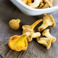 Freshly picked mushrooms Royalty Free Stock Photo