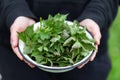 Freshly picked nettle in a plate, wild food