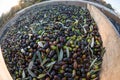 Freshly picked olives, Catalonia, Spain