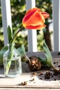 Close-up of orange tulip in a clear vase Royalty Free Stock Photo