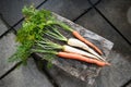 Freshly picked orange and white carrots, parsnips