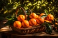 Freshly picked oranges in garden