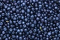 Freshly picked organic blueberries Royalty Free Stock Photo