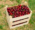 Freshly picked organic cherry in boxes
