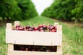 Freshly picked organic cherry in boxes
