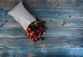 Freshly picked organic mixed cherries spilling out of burlap bag on to blue vintage wooden background in overhead view Royalty Free Stock Photo