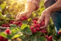 Freshly picked organic raspberries in hand of farmer. Summer harvest. Raspberry harvesting. Healthy berries