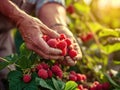 Freshly picked organic raspberries in hand of farmer. Summer harvest. Raspberry harvesting. Healthy berries