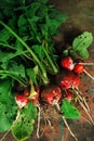 Freshly picked organic red radishes on wooden table Royalty Free Stock Photo