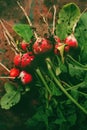 Freshly picked organic red radishes on wooden table Royalty Free Stock Photo