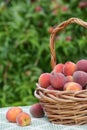 Freshly picked peach fruits in basket