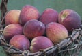 Freshly picked Peaches in Basket