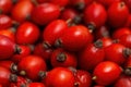 Freshly picked pile of rose hips, rosa canina, in autumn in detail.