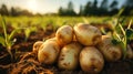 Freshly Picked Potatoes in the Hands of Farmer in a farmer field Healthy Organic Produce Defocused Background