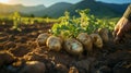 Freshly Picked Potatoes in the Hands of Farmer in a farmer field Healthy Organic Produce Defocused Background