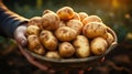 Freshly Picked Potatoes in the Hands of Farmer in a farmer field Healthy Organic Produce Defocused Background