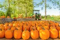 Freshly Picked Pumpkins In Early Fall Royalty Free Stock Photo