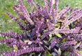 Freshly picked purple flowers of basil plant on green lawn background.Autumn photo with herbs