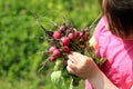 Freshly picked radish in the hands of a little adorable girl on a blurred green grass background Royalty Free Stock Photo