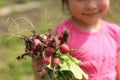 Freshly picked radish in the hands of a little girl in the garden Royalty Free Stock Photo