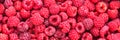 Fresh raspberries panoramic background Royalty Free Stock Photo