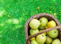 Freshly picked raw organic green yellow apples of various kinds in vintage wicker basket on grass in garden. Autumn fall harvest Royalty Free Stock Photo