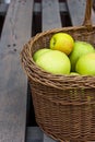 Freshly picked raw organic green yellow apples of various kinds in vintage wicker basket on wood garden table.Autumn fall harvest Royalty Free Stock Photo