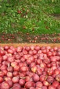 Freshly picked red apples in a wooden box Royalty Free Stock Photo