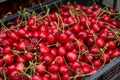 Freshly picked red fruits of ripe red cherries Royalty Free Stock Photo