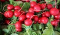 Freshly picked red radishes lying on their leaves.