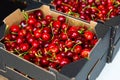 Freshly picked red ripe cherry in boxes