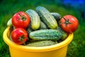 Freshly picked red ripe tomatoes and cucumbers Royalty Free Stock Photo