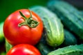 Freshly picked red ripe tomatoes and cucumbers Royalty Free Stock Photo