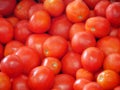 Freshly picked red tomatoes in basket Royalty Free Stock Photo