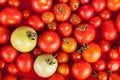 Freshly picked red tomatoes in a box plus two green Royalty Free Stock Photo