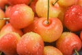 Freshly picked red and yellow Rainier cherries closeup