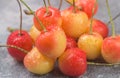 Freshly picked red and yellow Rainier cherries closeup Royalty Free Stock Photo