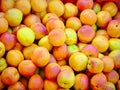 Freshly picked ripe apricots delicious and healthy food Royalty Free Stock Photo