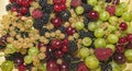 Freshly picked ripe berries: raspberries, blackberries, gooseberries, currants, cherries close-up. A mixture of berries Royalty Free Stock Photo