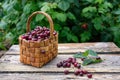 freshly picked ripe cherries