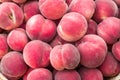 Freshly picked ripe organic white flashed peaches Royalty Free Stock Photo