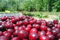 Freshly picked ripe red cherries in a wooden crate Royalty Free Stock Photo