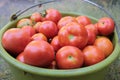 Freshly picked ripe red tomatoes in a basket. Summer, autumn harvest. Royalty Free Stock Photo