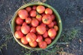 Freshly picked ripe red tomatoes in a basket. Summer, autumn harvest. Royalty Free Stock Photo